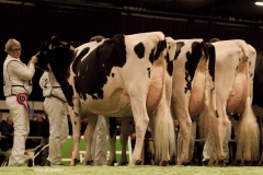 2011 Holland Holstein sHow