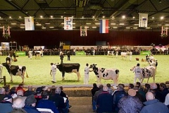 2013 Holland Holstein sHow