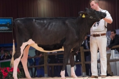 2014 Holland Holstein sHow