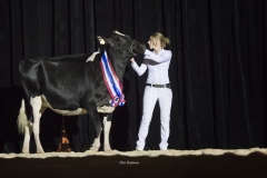 2015 Holland Holstein sHow