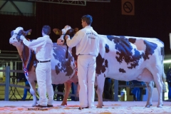 zeedieker_roseanna_advent_bons_holsteins_aaltje_94_talent_0568