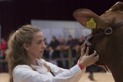 2017 Holland Holstein sHow