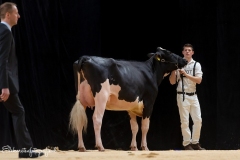 2019 Holland Holstein sHow