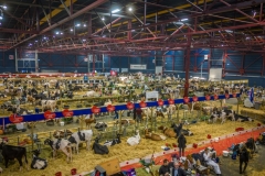 2023 Holland Holstein sHow 