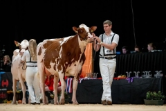 Fotoserie: kampioenen HHH-show in beeld