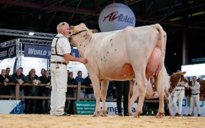 Fotoserie: kampioenen HHH-show in beeld